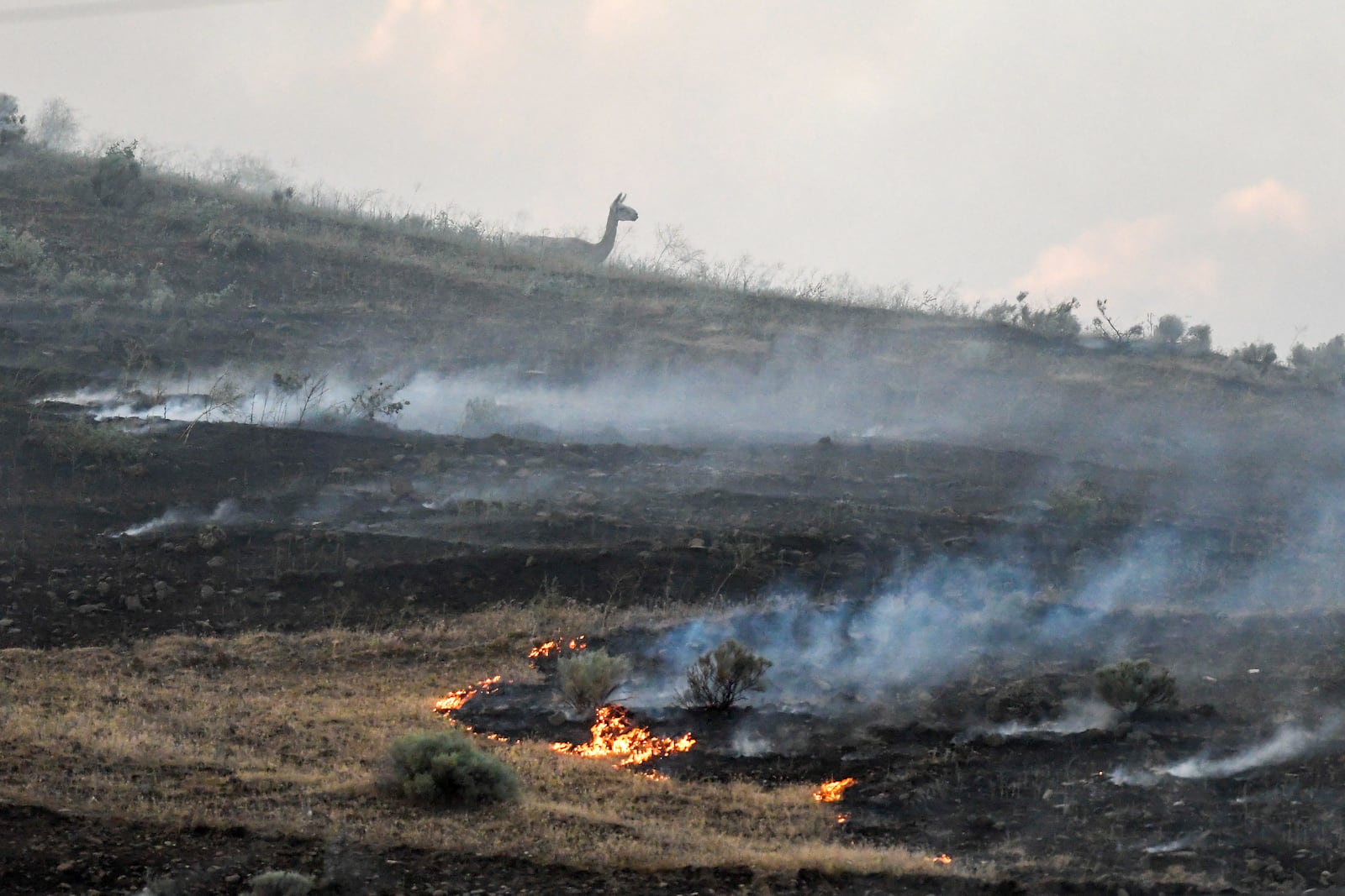 A lama is seen on a hillside as a fire burns along Hatwai road Saturday, May 31, 2025, in north Lewiston, Idaho. (August Frank/Lewiston Tribune via AP)