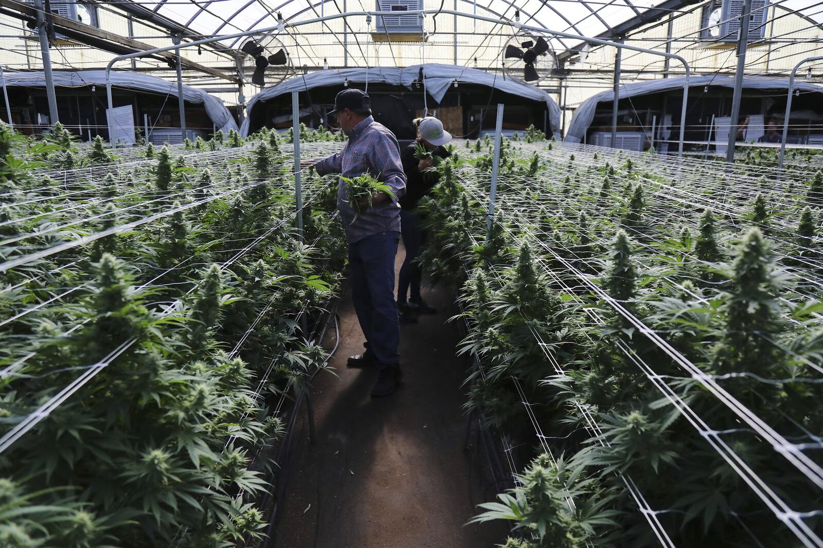 Employees prune marijuana plants at a CannaCraft grow house in Santa Rosa, Calif., Oct. 22, 2016. (Jim Wilson/The New York Times)