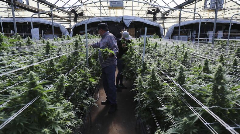 Employees prune marijuana plants at a CannaCraft grow house in Santa Rosa, Calif., Oct. 22, 2016. (Jim Wilson/The New York Times)