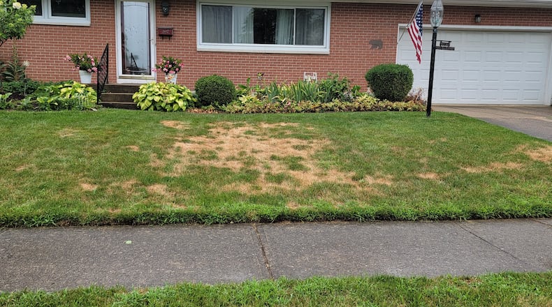 Check the crowns of the turfgrass plant to see if this type of spot will recover. CONTRIBUTED