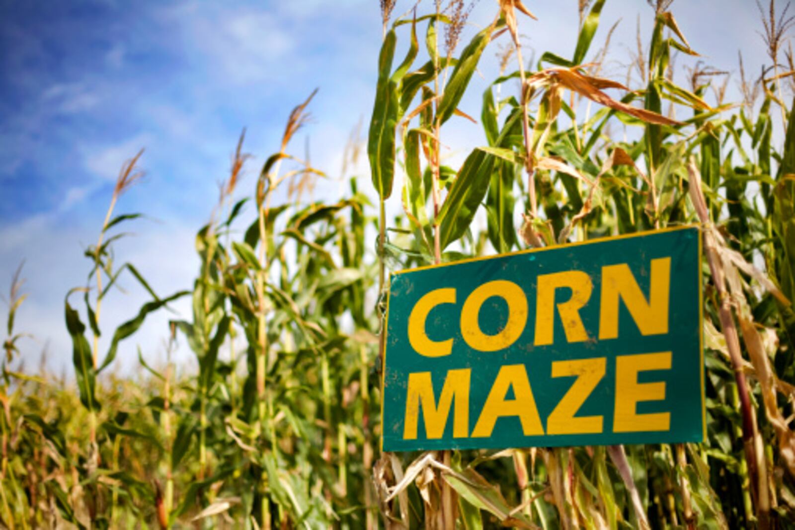 Corn Maze sign in cornfield