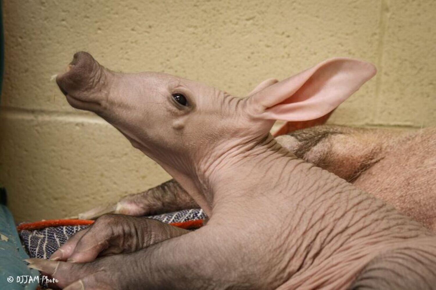 PHOTOS: This first look at Cincinnati Zoo's Zoo babies will be the best part of your day