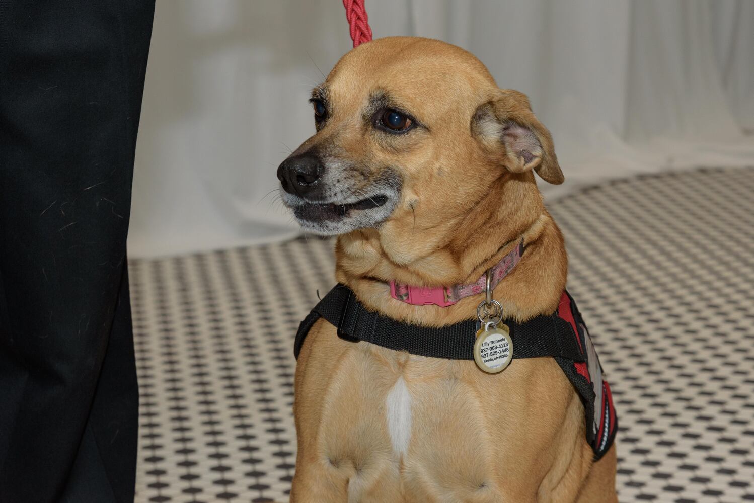 PHOTOS: Did we spot you at the Pet Afflaire Gala at the Dayton Arcade?