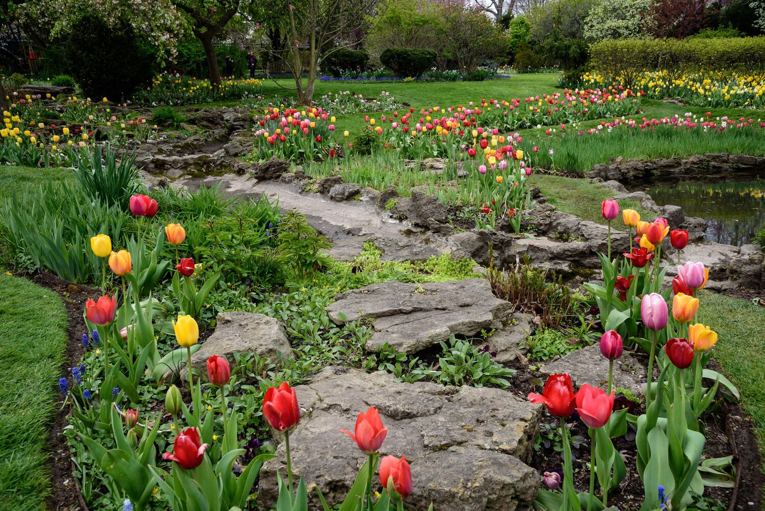 PHOTOS: Multi-colored tulips are in full bloom at Smith Memorial Gardens