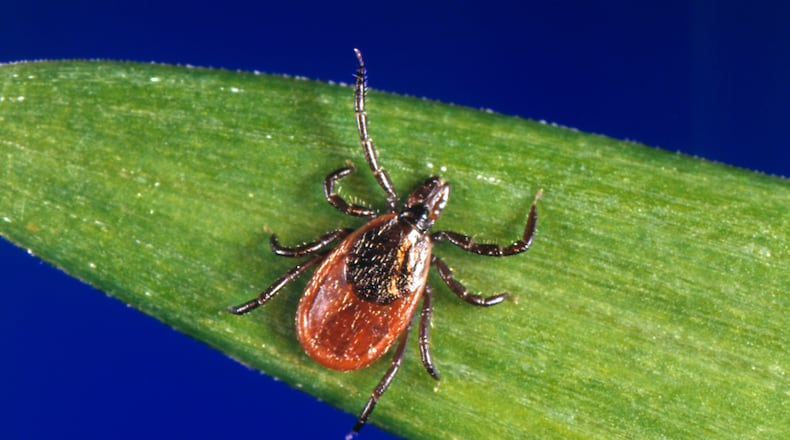 FILE - This undated photo provided by the U.S. Centers for Disease Control and Prevention (CDC) shows a blacklegged tick, which is also known as a deer tick. Ticks will be more active than usual early in spring 2023, and that means Lyme disease and other tick-borne infections could spread earlier and in greater numbers than in a typical year. Ticks can transmit multiple diseases that sicken humans, and deer ticks, which spread Lyme, are a day-to-day fact of life in the warm months in New England and the Midwest. (CDC via AP, File)