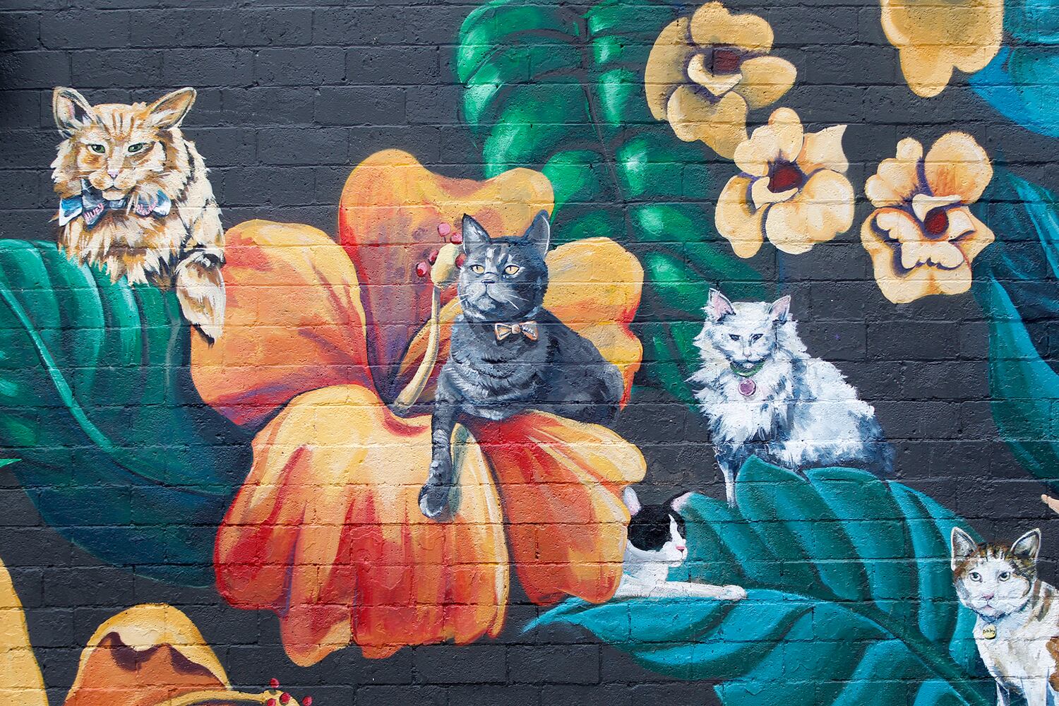 PHOTOS: Your fancy felines are subject of new downtown mural