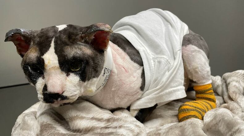 A young cat named Fotis is in veterinary care who was rescued by Our Farm Sanctuary based in Tipp City after his entire body was burned and he fell from a high place Wednesday evening, April 26, 2023, in Trotwood. CONTRIBUTED
