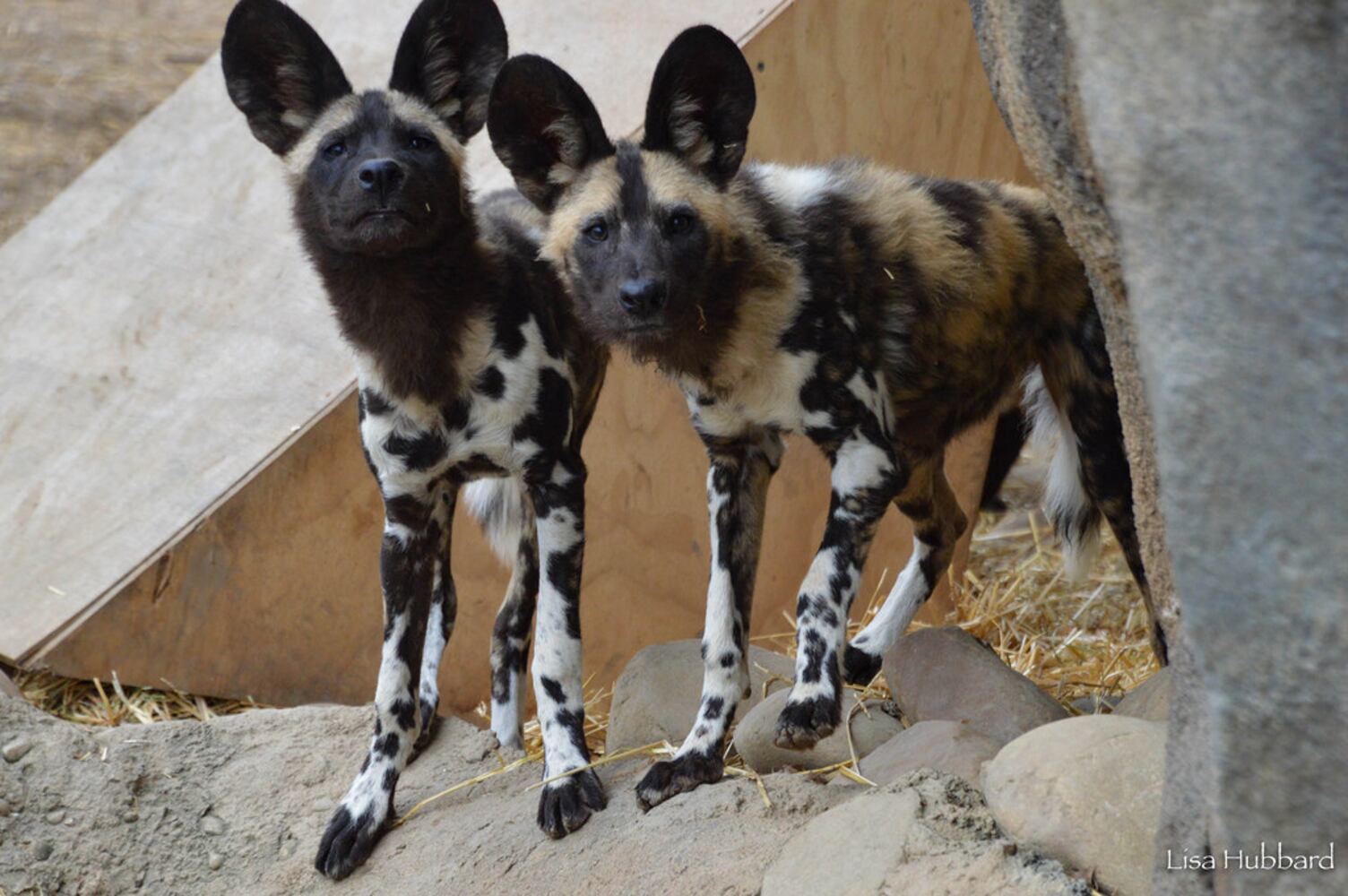 PHOTOS: Fall in love with Cincinnati Zoo babies