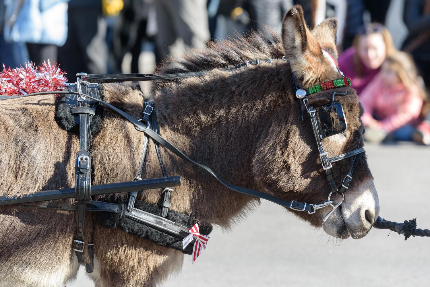 PHOTOS: 35th annual Lebanon Horse-Drawn Carriage Parade & Festival