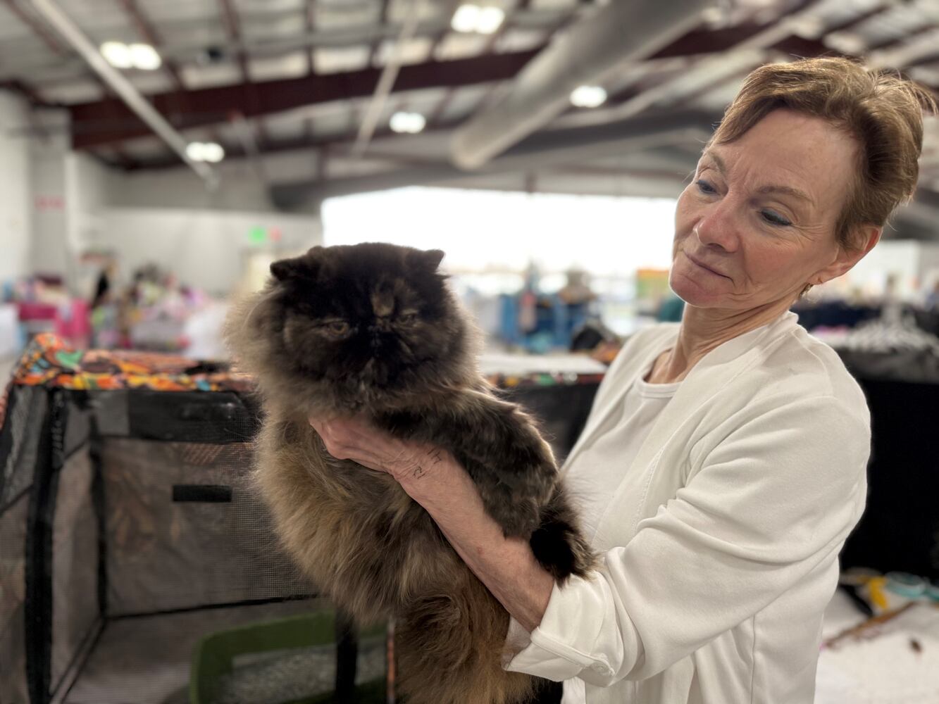 Cat Fanciers' Association cat show