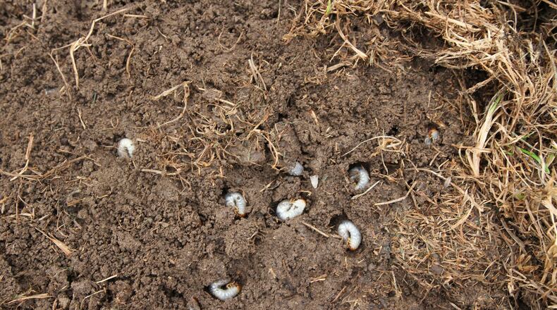 Grubs found in area lawns. CONTRIBUTED