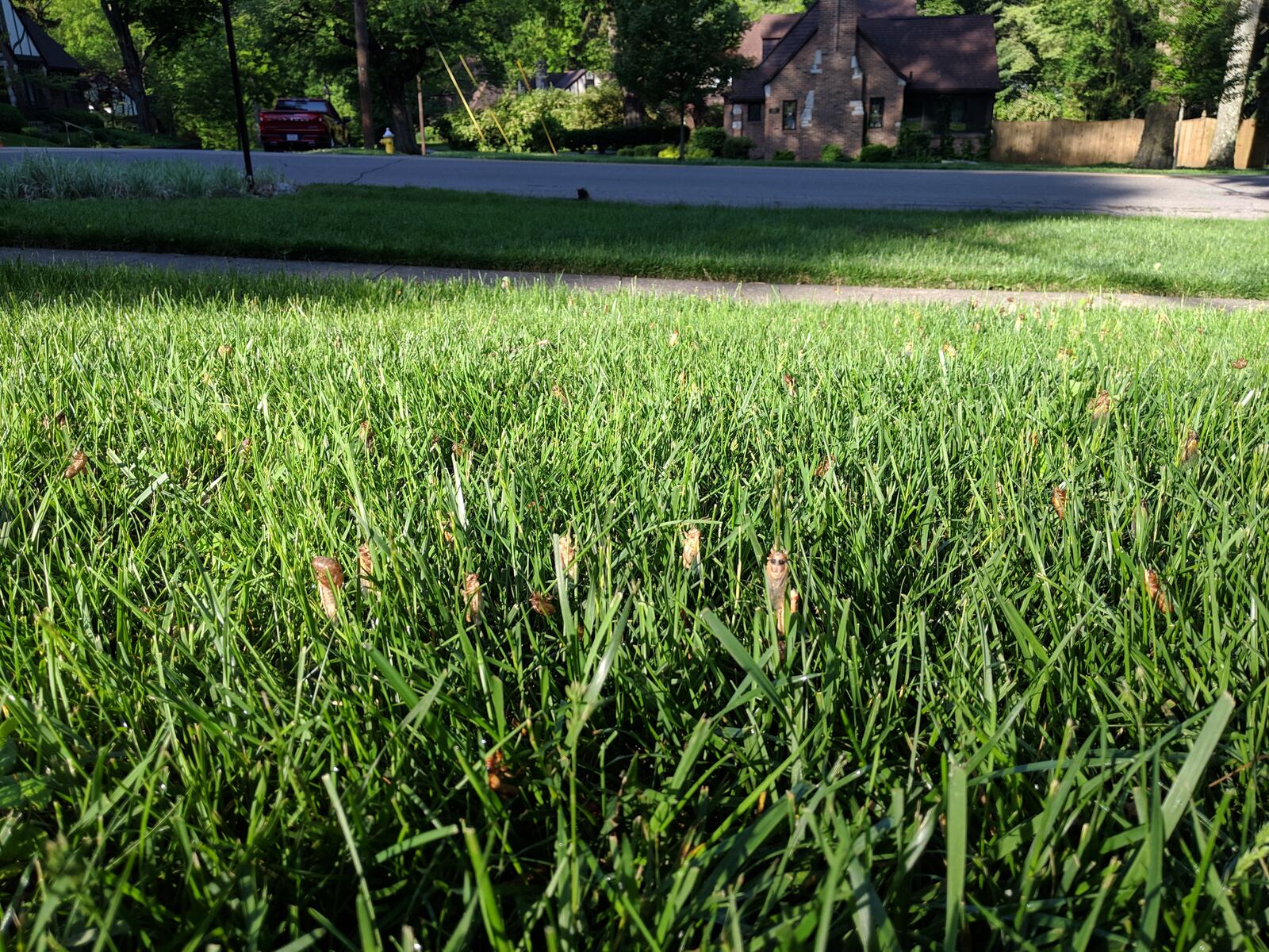 Mari Foster submitted this photo of cicadas clinging to grass in Kettering. The Brood X cicadas are emerging for the first time in 17 years this spring and summer.