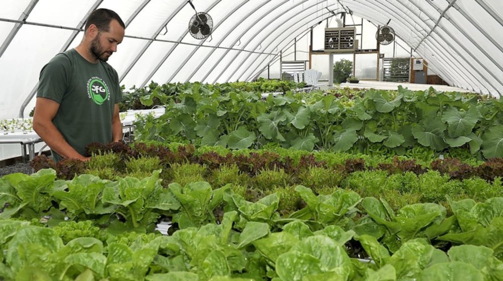 Kevin Davidson, of Davidson Farms in New Carlisle, tends to the plants growing in a hydroponic system Friday in his greenhouse. STAFF PHOTO