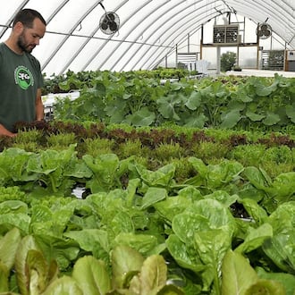 Kevin Davidson, of Davidson Farms in New Carlisle, tends to the plants growing in a hydroponic system Friday in his greenhouse. STAFF PHOTO