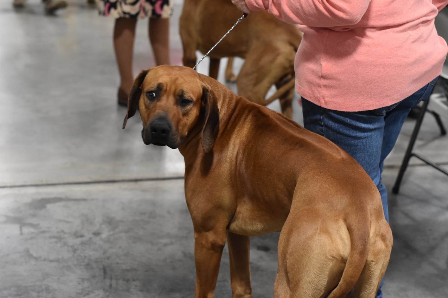 Fort St. Clair Kennel Club Dog Show