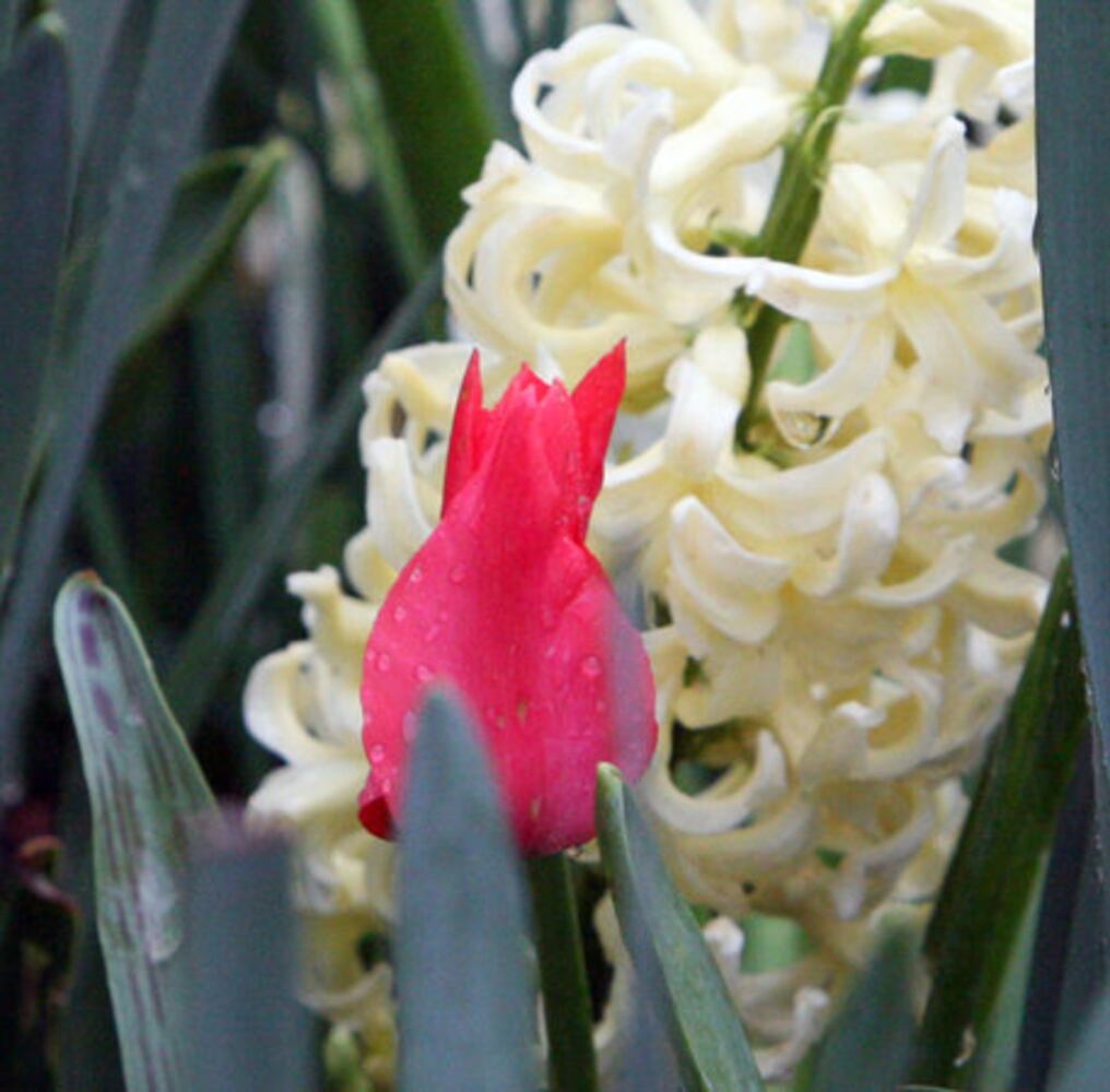 Spring Bulb Festival