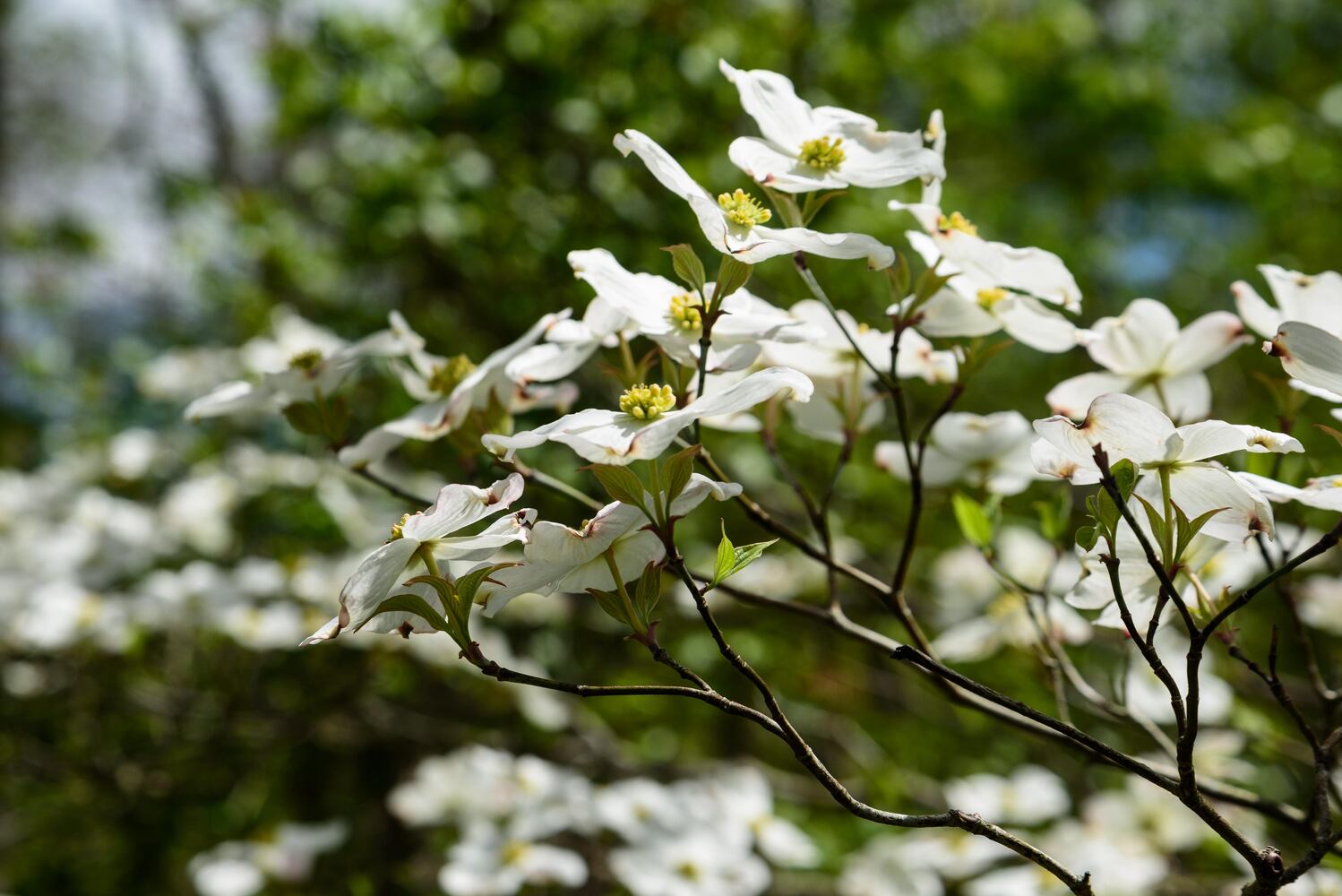 PHOTOS: Gorgeous Aullwood Garden is in full bloom