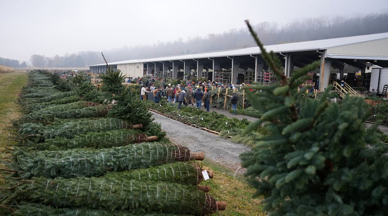 Buyers bid for holiday decorations at Buffalo Valley Produce Auction, Thursday, Nov. 20, 2025, in Mifflinburg, Pa. (AP Photo/Matt Slocum)
