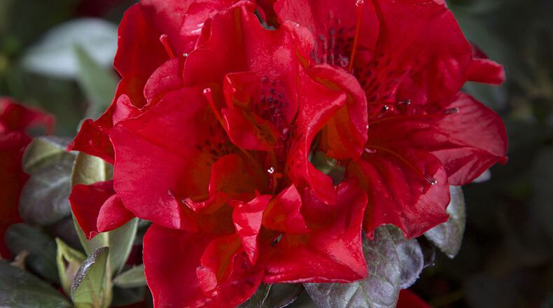 Autumn Fire has rich velvety blooms and burgundy red winter foliage. (Photo courtesy of Encore Azaleas)