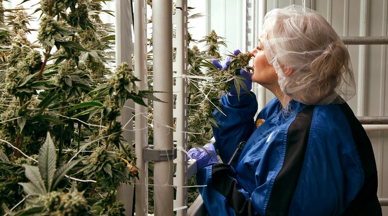 Tracey McMillin, Chief Operating Officer for Pure Ohio Wellness, smells the flowering cannabis plants growning in their cultivation center in Clark County Monday, Dec. 5, 2023. BILL LACKEY/STAFF