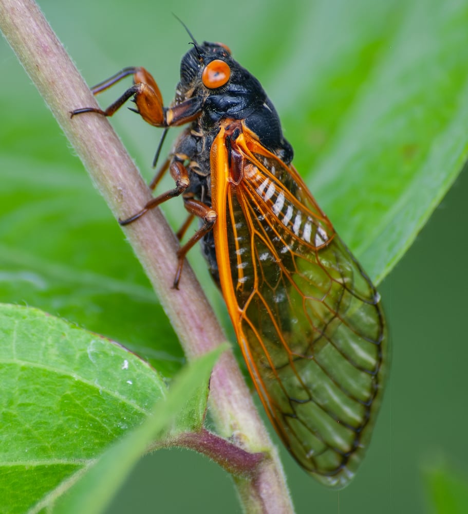 Cicadas Morris Reserve 060625 DDN