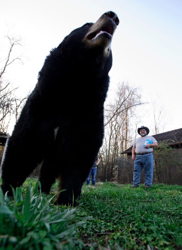 Buddy the bear