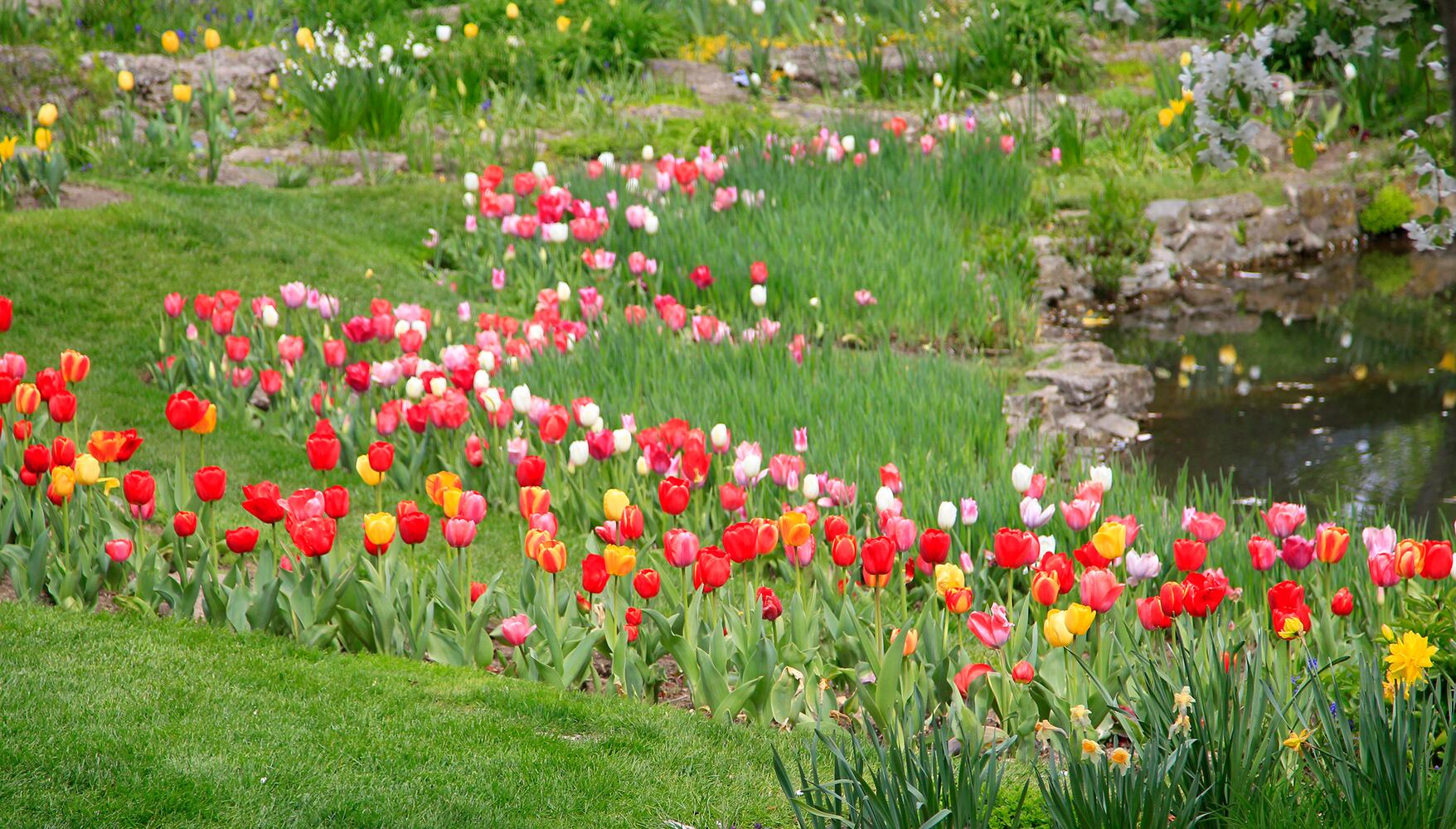 PHOTOS: Tulip time! Oakwood’s Smith Memorial Gardens is overflowing with colorful blooms