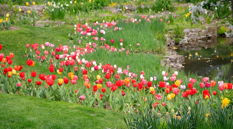 It’s tulip time at Smith Memorial Gardens in Oakwood. The garden, located on less than an acre at the corner of Oakwood Avenue and Walnut Lane, is alive with colorful spring blooms. The landscape has an assortment of plants that attract butterflies and birds while a small garden house and pond adds to the picturesque scene. LISA POWELL / STAFF