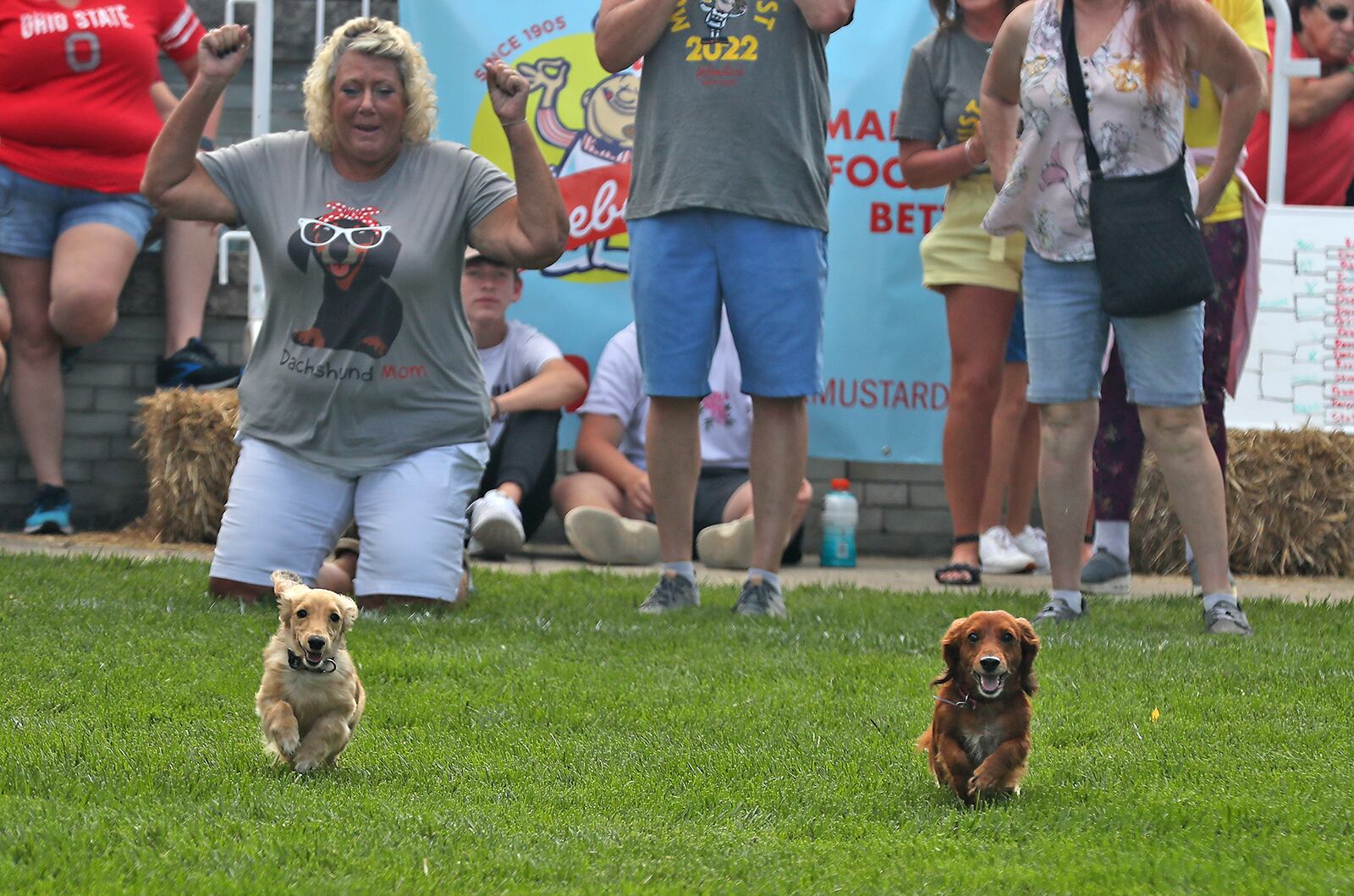 One of the highlights of MustardFEST is the Champion City Wiener Dog Races Saturday, Sept. 17, 2022 at National Road Commons Park in Springfield. BILL LACKEY/STAFF