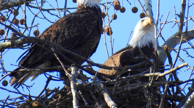 Two bald eagles, dubbed Orv and Willa, built a nest in Carillon Historical Park in Dayton. PHOTO COURTESY OF JIM WELLER
