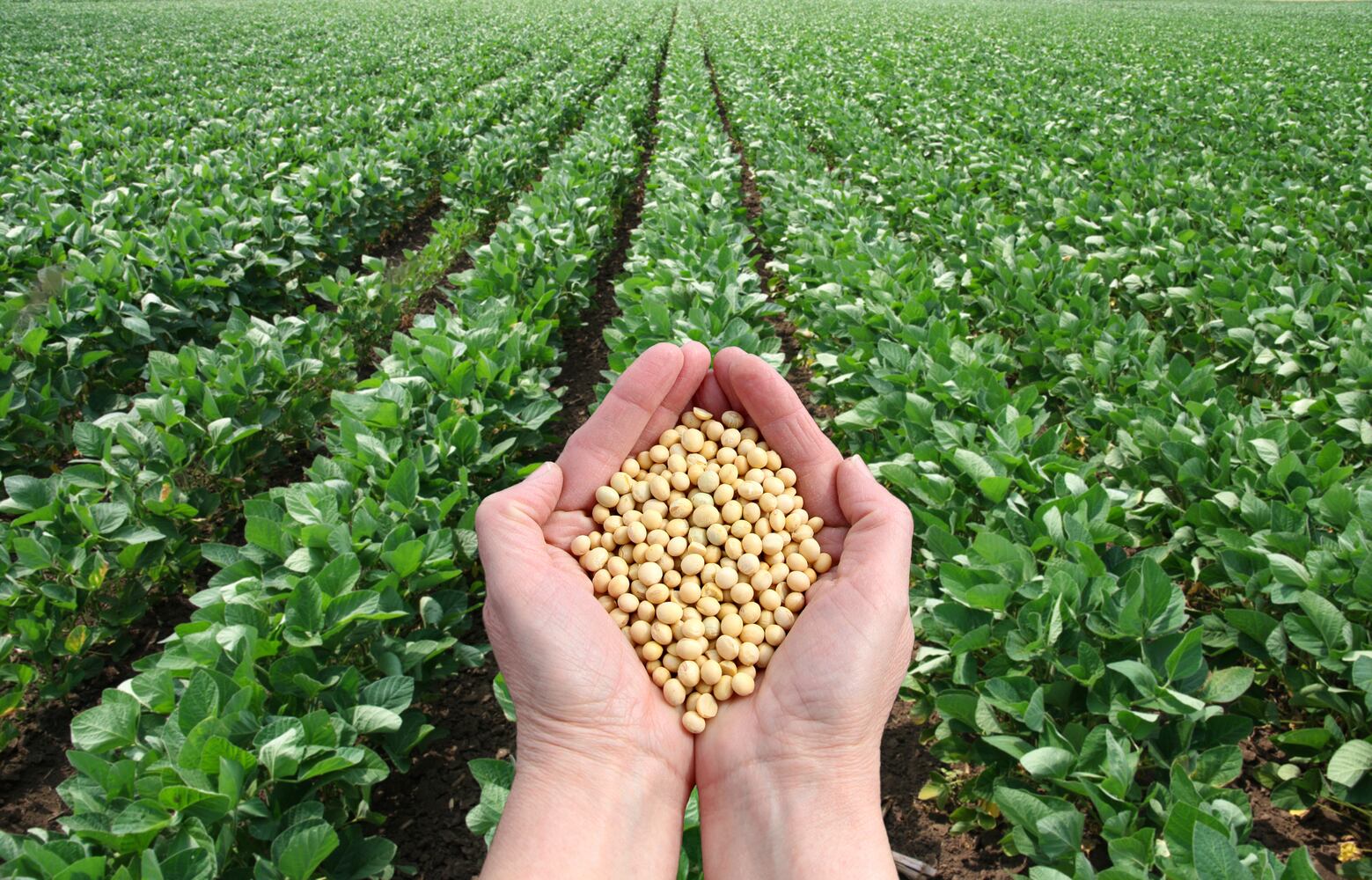 8 most common food allergens: Soy