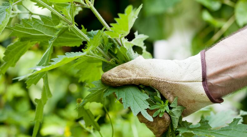 Garlic mustard, amur honeysuckle and bradford pear are invasive plant species that need to be removed so Ohio's natural plants can thrive. iSTOCK/COX