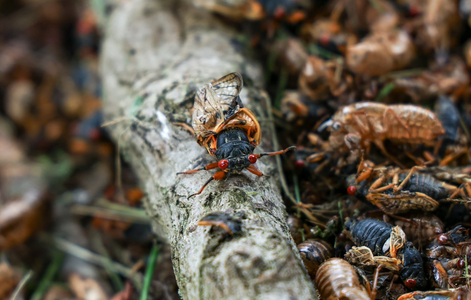 Caesar Creek State Park Cicadas 052825 DDN