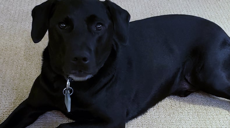 Teddy Spicer and his floppy ears. Teddy’s ear canals are more vertical than humans', forming a shape that tends to hold fluid. KARIN SPICER/CONTRIBUTED