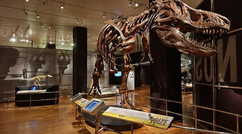 In cooperation with the American Museum of Natural History, COSI has just opened gallery dedicated to dinosaurs and natural history. SUBMITTED PHOTO