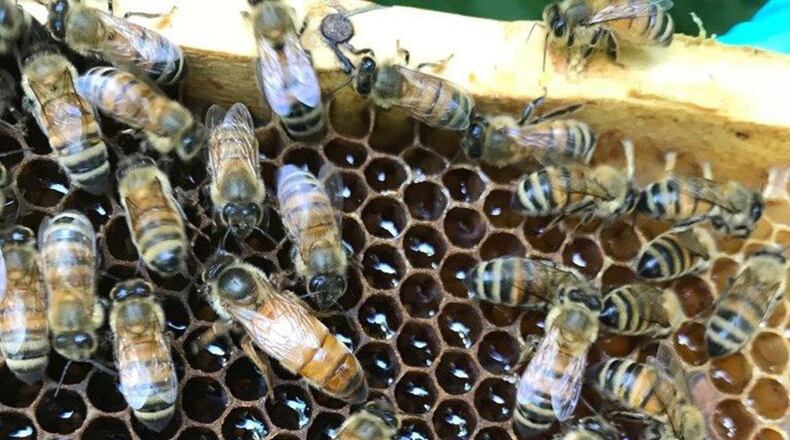 Honey bees are one variety of insects known as pollinators and are critical to the pollination process of a third of the food people consume, such as fruits and vegetables. (Courtesy photo)