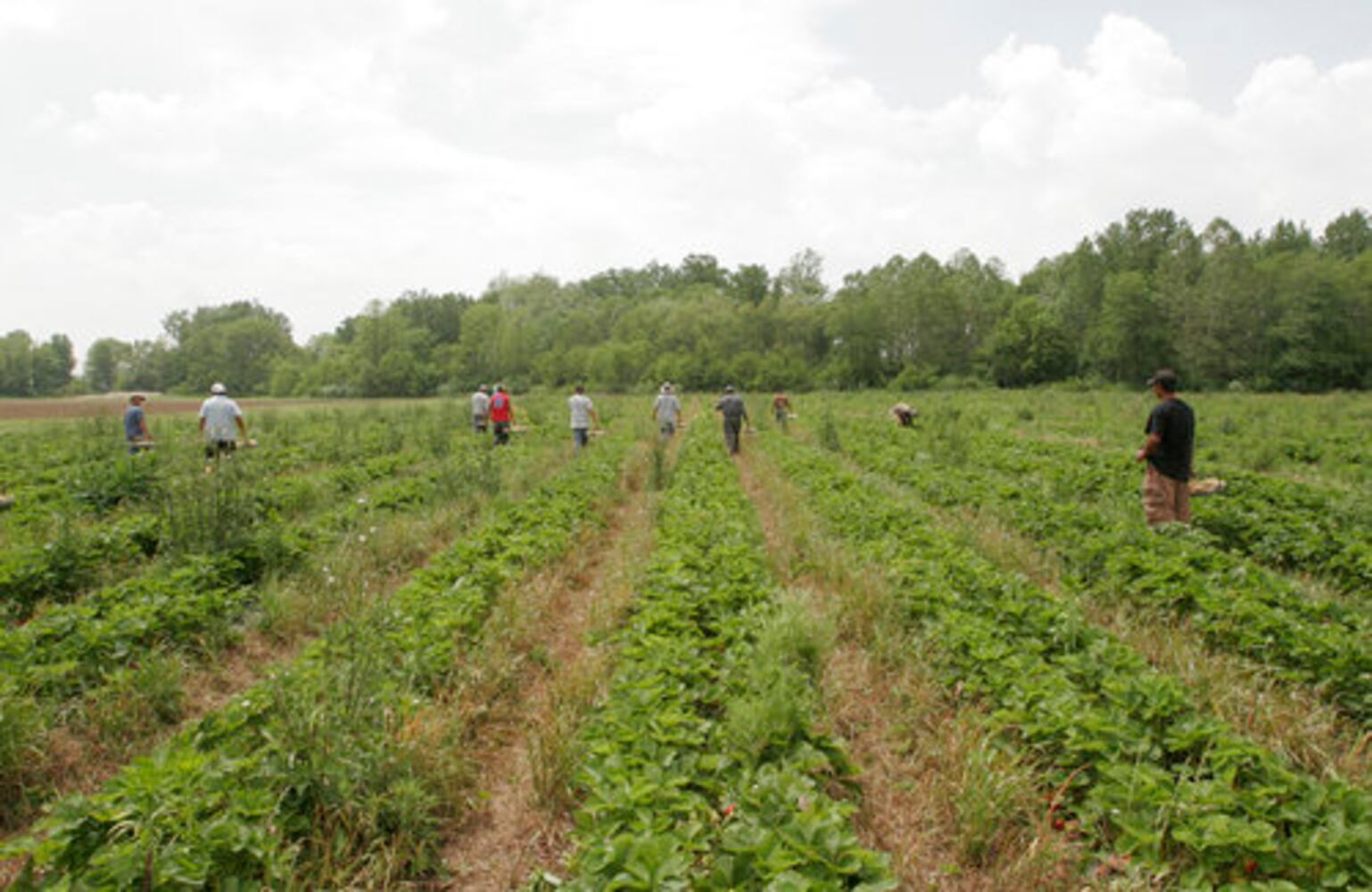 Fulton Farms strawberry fields