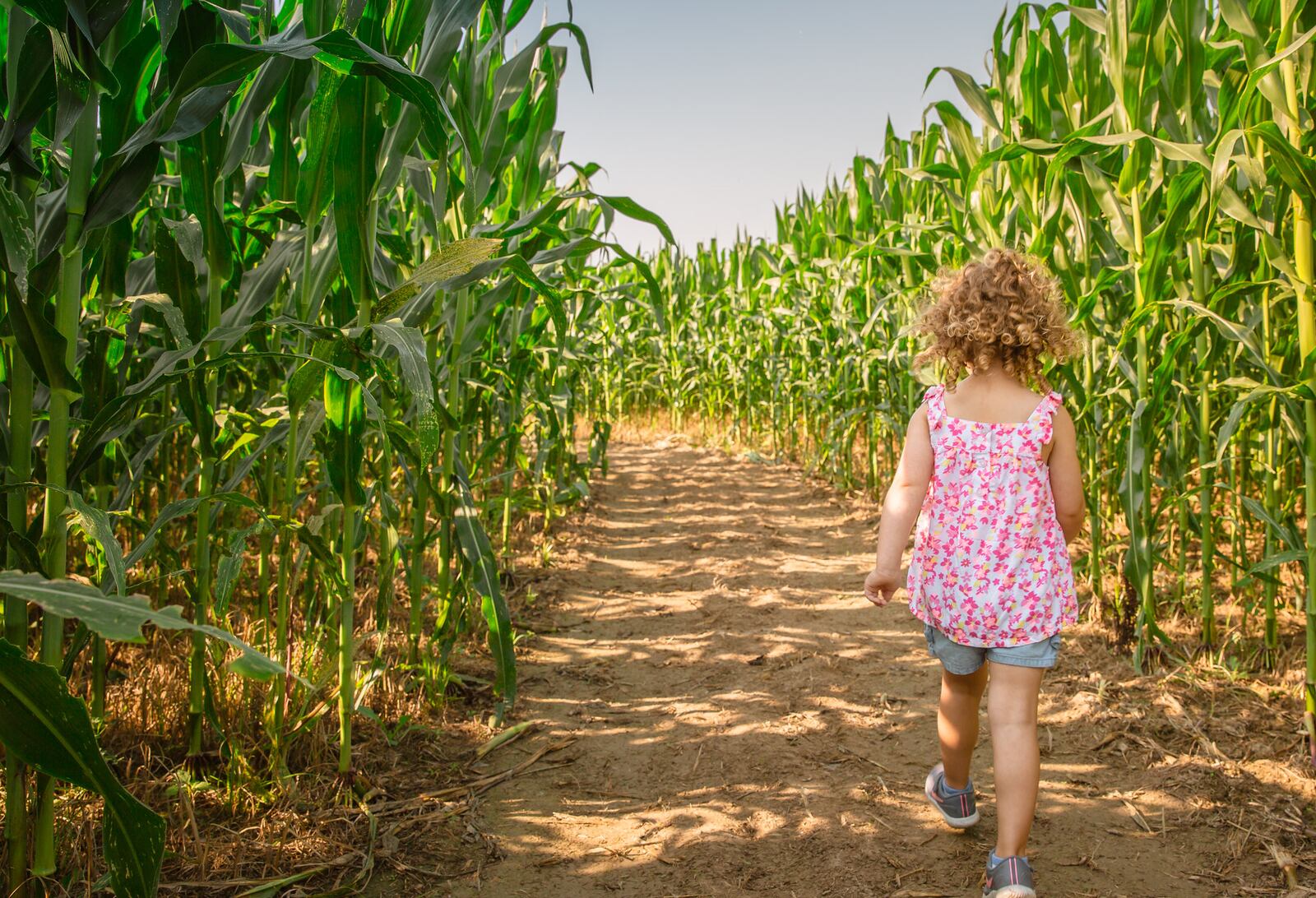 Young's Jersey Dairy's Cowvin's Corny Maze CONTRIBUTED