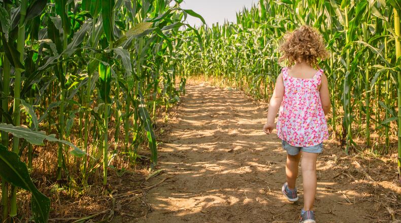 Young's Jersey Dairy has canceled it's fall pumpkin festival, but the corn maze and other fall activities are still happening. CONTRIBUTED