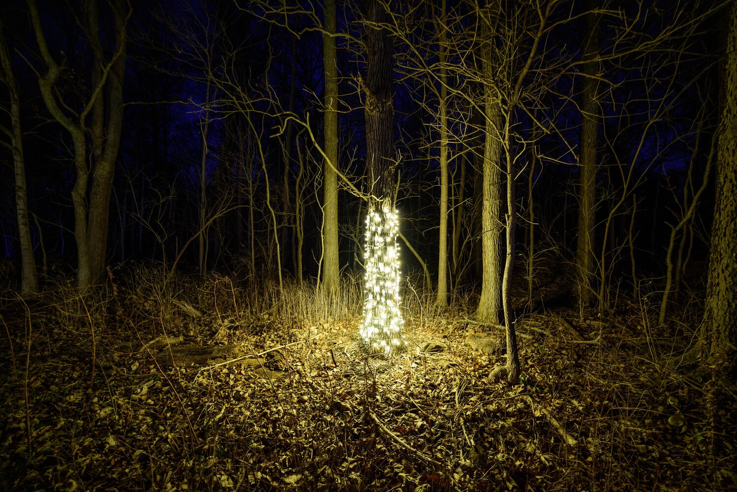 PHOTOS: Holiday Lights dazzle at Lost Creek Reserve in Troy