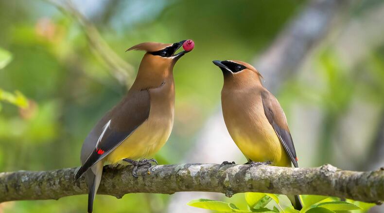 Roni Leatherman’s stunning photograph of a pair of cedar waxwings will be featured on the 2024 Ohio Wildlife Legacy Stamp.