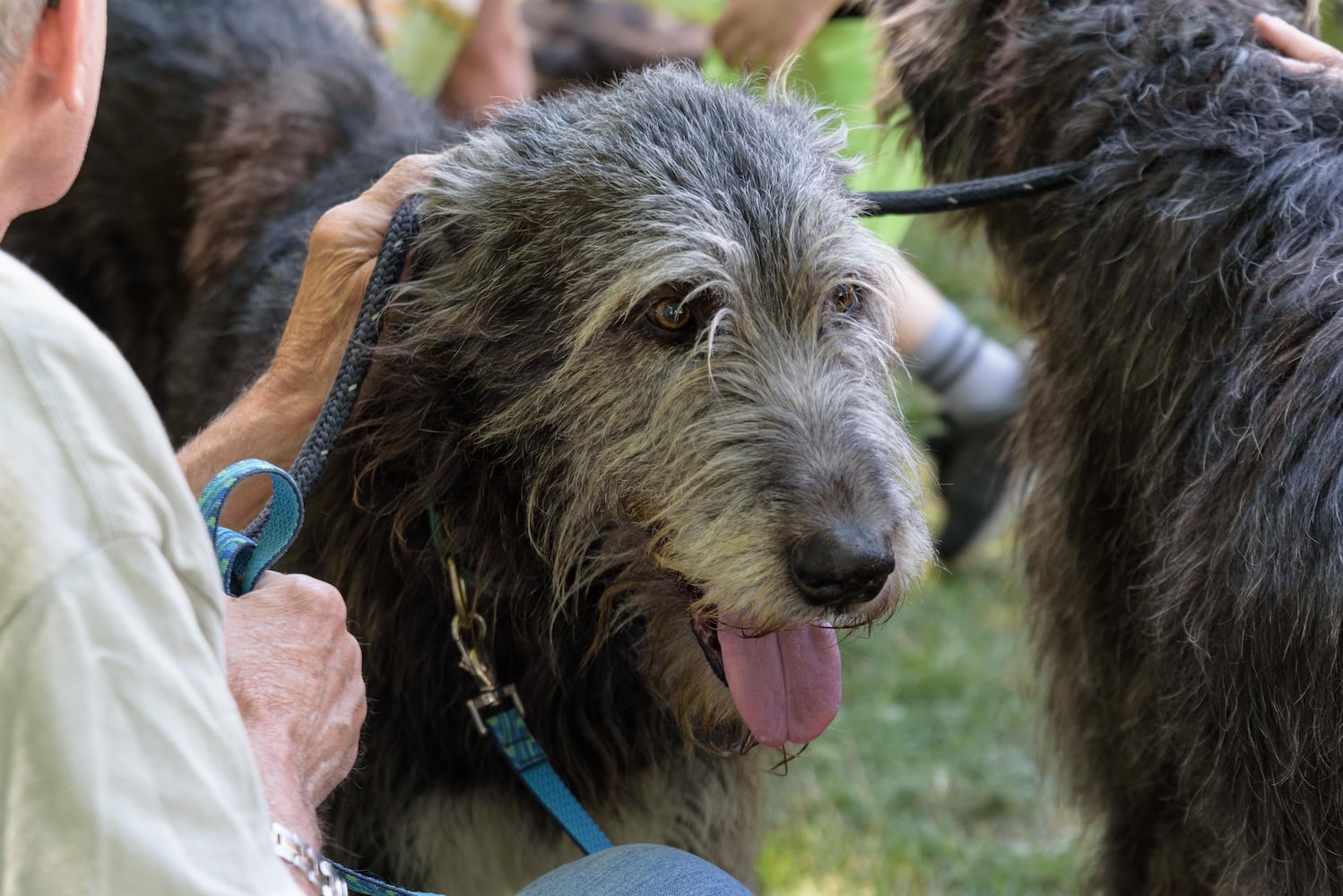PHOTOS: Did we spot you at Celtic Fest Ohio at Renaissance Park?