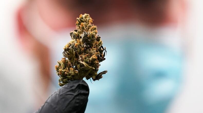 FILE - In this Thursday June 17, 2021 file photo shows Jake Crisco, general manager of the Green Leaf Medical Cannibis facility, holds a mature bud of marijuana at the company's plant in Richmond, Va. Adult recreational use of marijuana will become legal in Virginia this week, but the commercial production and sale of marijuana is still almost three years away. (AP Photo/Steve Helber, File)