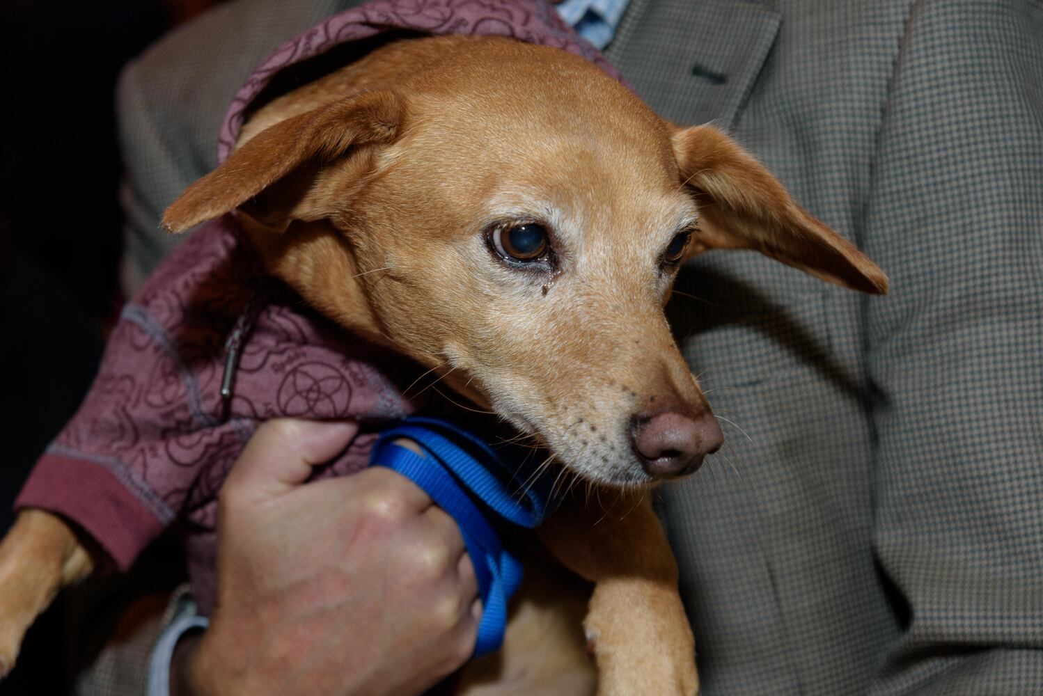 PHOTOS: Did we spot you at the Pet Afflaire Gala at the Dayton Arcade?