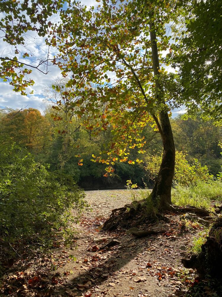 Narrows Reserve