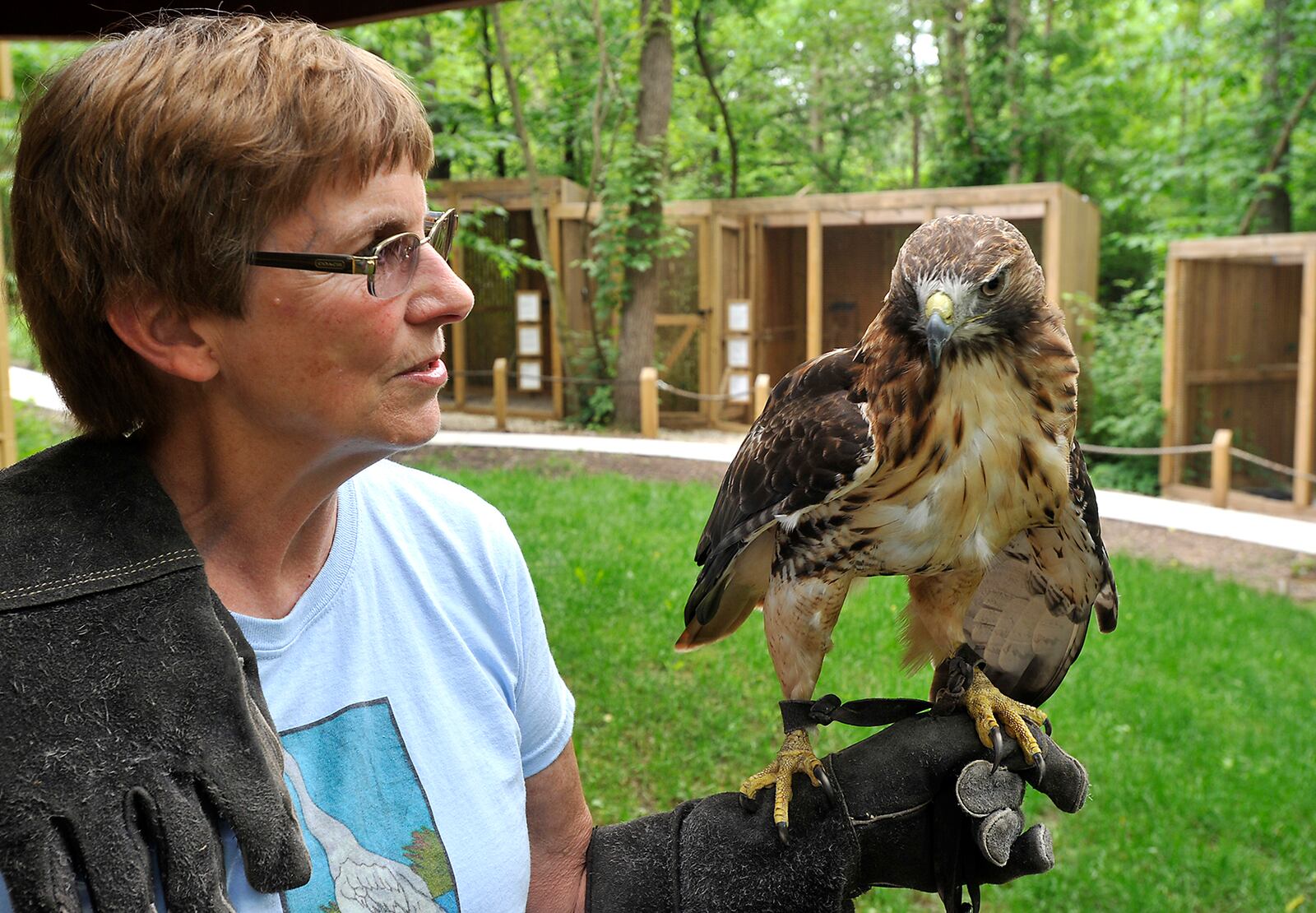 Betty Ross, director of the Glen Helen Raptor Center, works with "Helen", a female Red Tailed Hawk, at the center Thursday. The Glen Helen Nature Reserve is one of several places the state has banned from taking their birds off their premises for educational program due to an avian flu outbreak in nearby states. Bill Lackey/Staff