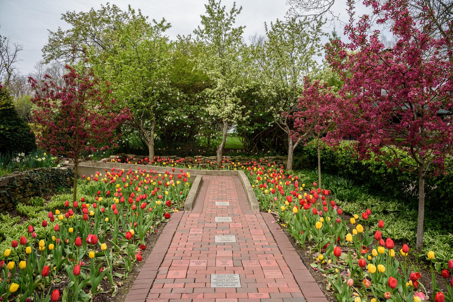 PHOTOS: Multi-colored tulips are in full bloom at Smith Memorial Gardens