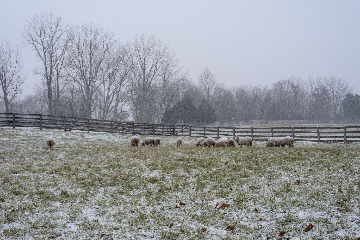 PHOTOS: 2025 Christmas on the Farm at Carriage Hill MetroPark