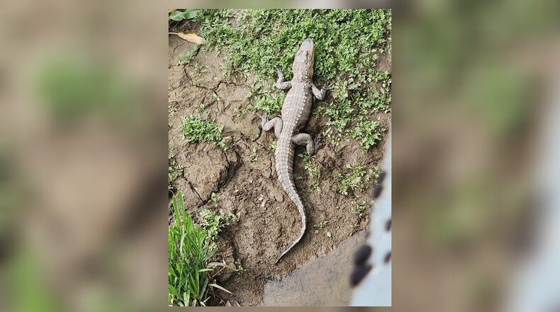 A small alligator is still loose after a pair were spotted in St. Marys River in Auglaize County on May 7, 2023. One was shot and killed, but the other has not been found. The alligator is about two feet long. Photo courtesy the Ohio Department of Agriculture.
