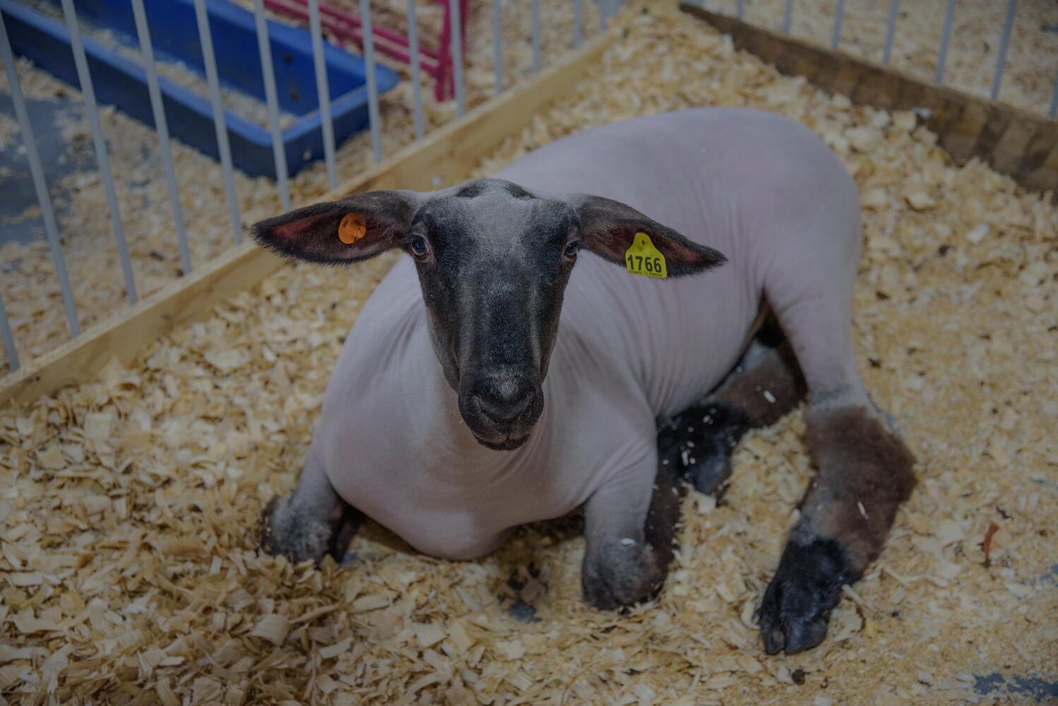 PHOTOS: Did we spot you at this year’s Montgomery County Fair?